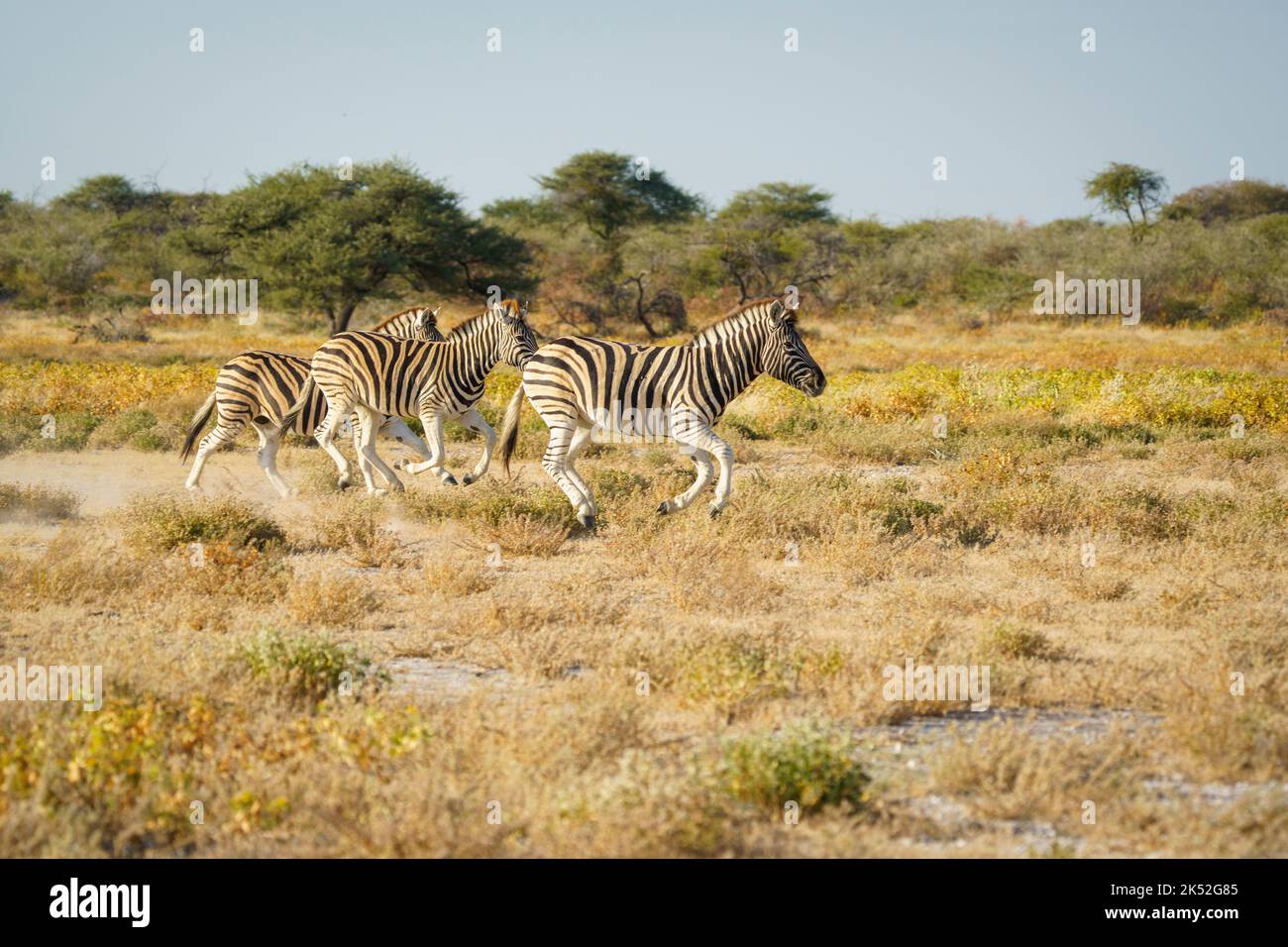 Burchell's zebras (Equus quagga burchellii) run, crossing together the savanna. Etosha National Park, Namibia, Africa Stock Photo