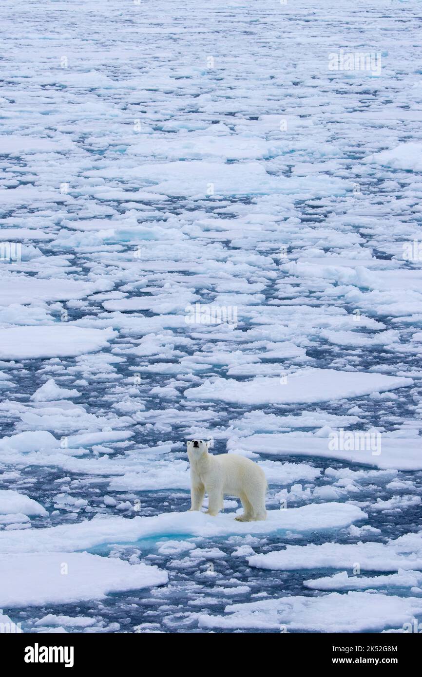 Lone polar bear (Ursus maritimus) wandering on drift ice / ice floe in the Arctic Ocean along the Svalbard coast, Spitsbergen, Norway Stock Photo