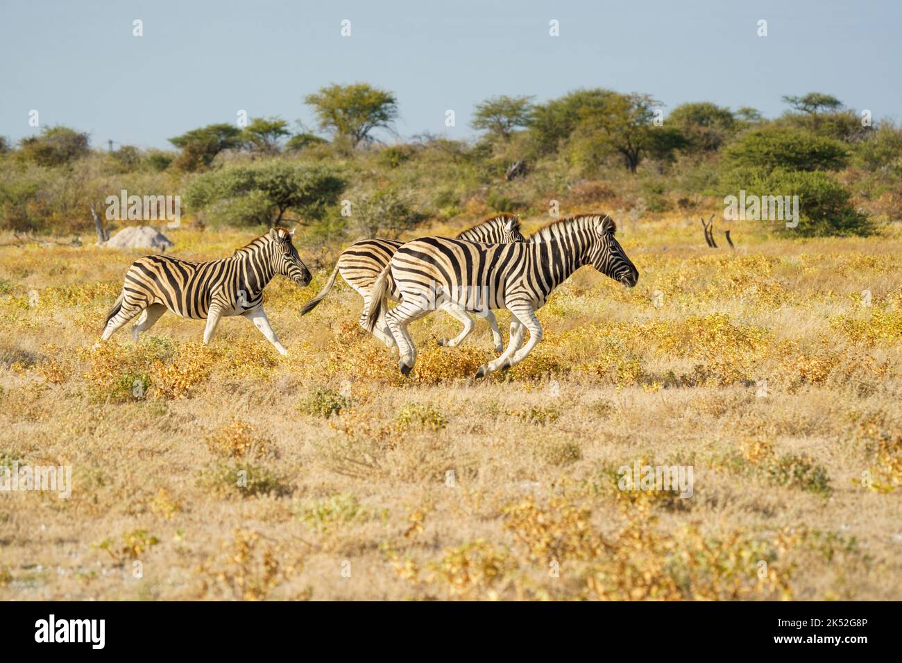 Burchell's zebras (Equus quagga burchellii) run, crossing the savanna. Etosha National Park, Namibia, Africa Stock Photo