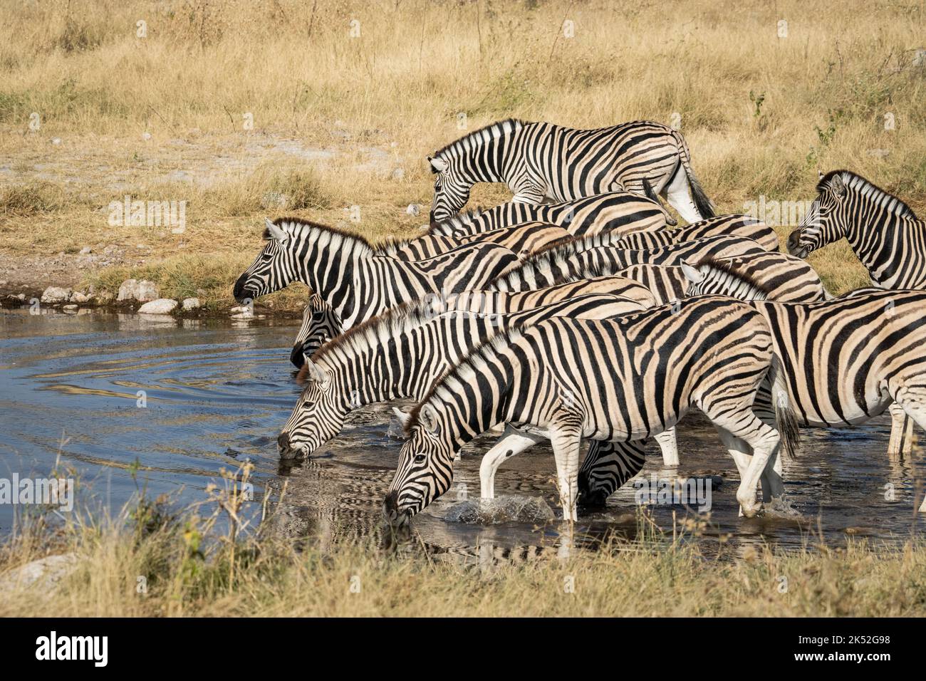 Burchell's zebras (Equus quagga burchellii) together at waterhole drinking. Etosha National Park, Namibia, Africa Stock Photo