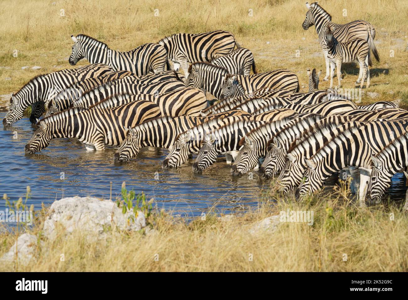 Burchell's zebras (Equus quagga burchellii) together at waterhole drinking. Etosha National Park, Namibia, Africa Stock Photo