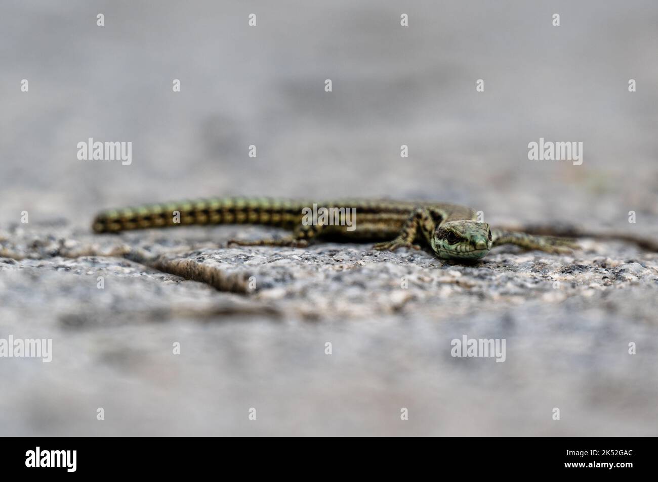 A little lizard on a stone ground Stock Photo