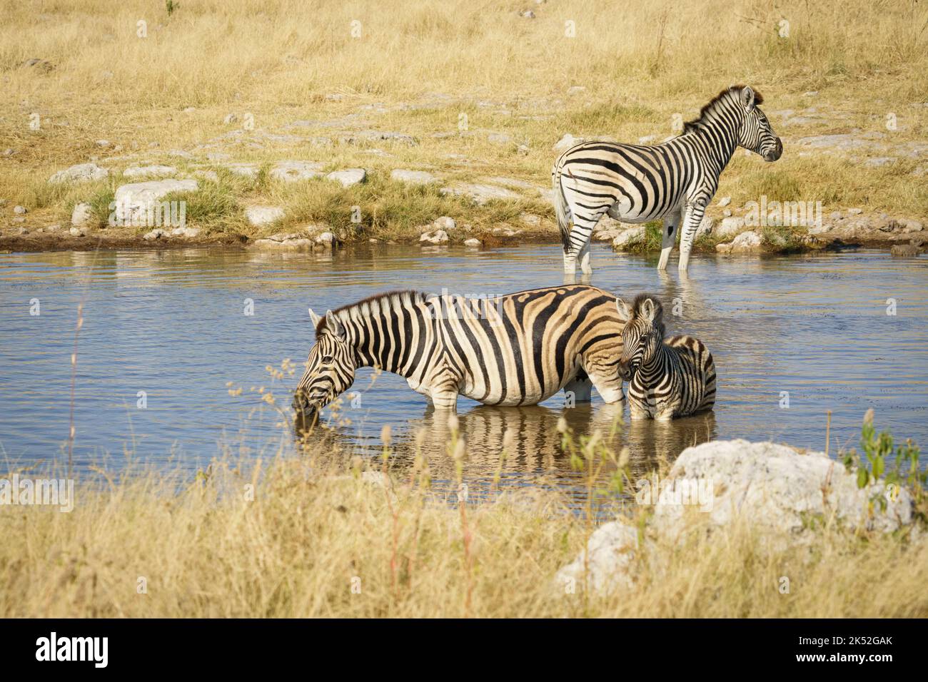 Burchell's zebras (Equus quagga burchellii) at waterhole drinking. Etosha National Park, Namibia, Africa Stock Photo