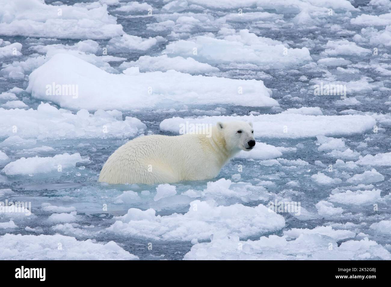 Lone polar bear (Ursus maritimus) in sea water among drift ice / ice floe in the Arctic Ocean along the Svalbard coast, Spitsbergen, Norway Stock Photo