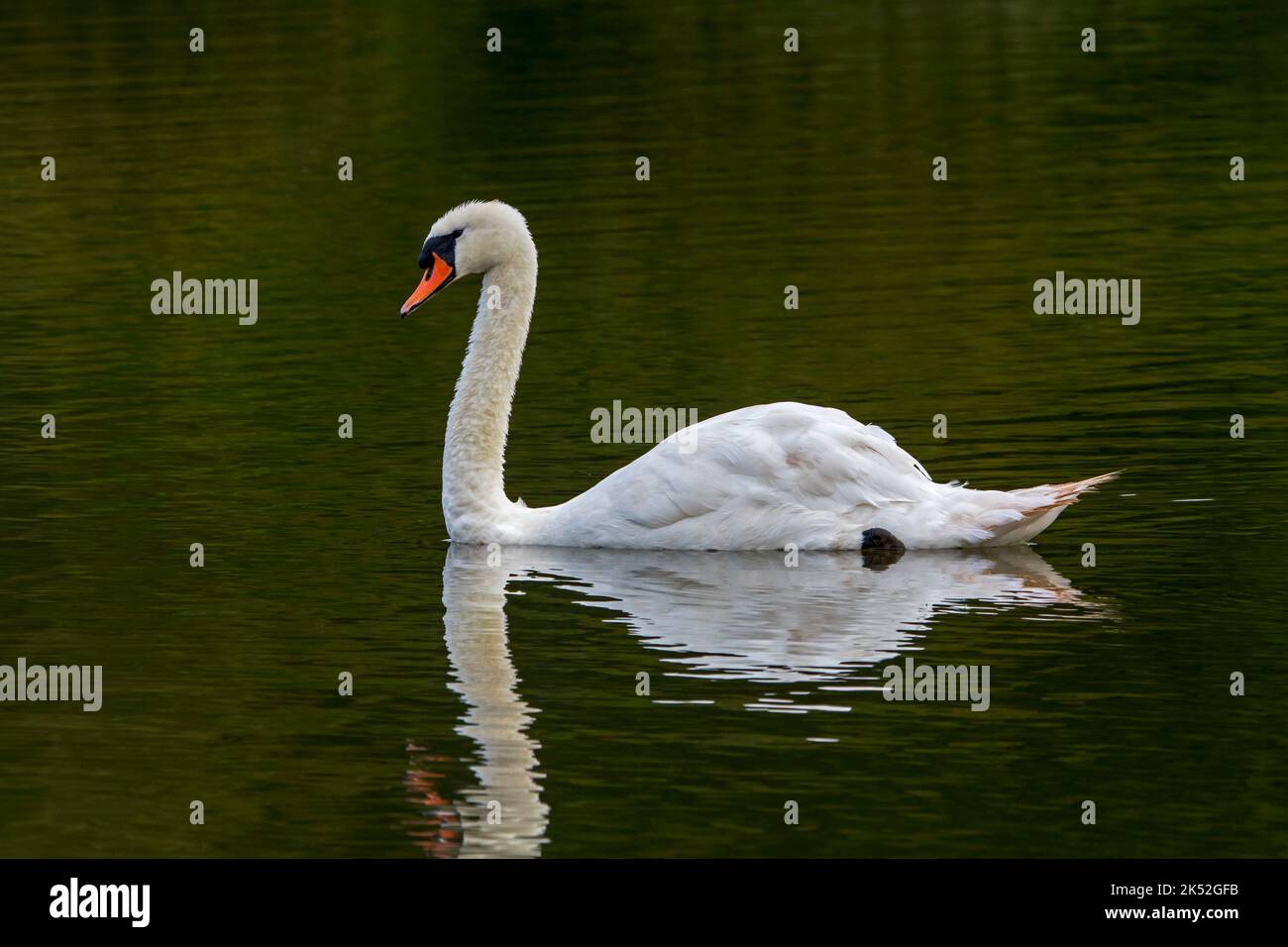 Reflection of mute swan (Cygnus olor) male swimming in water of lake, Marquenterre park, Bay of the Somme, France Stock Photo