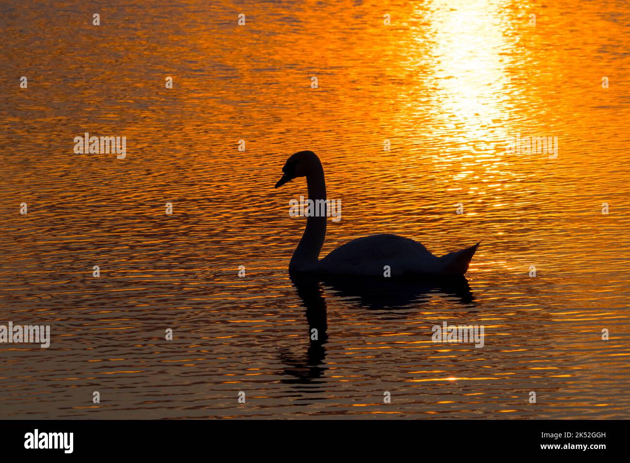 Mute swan (Cygnus olor) swimming in water of lake, silhouetted at sunset, Marquenterre park, Bay of the Somme, France Stock Photo