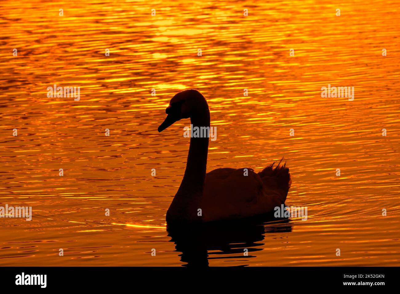 Mute swan (Cygnus olor) swimming in water of lake, silhouetted at sunset, Marquenterre park, Bay of the Somme, France Stock Photo