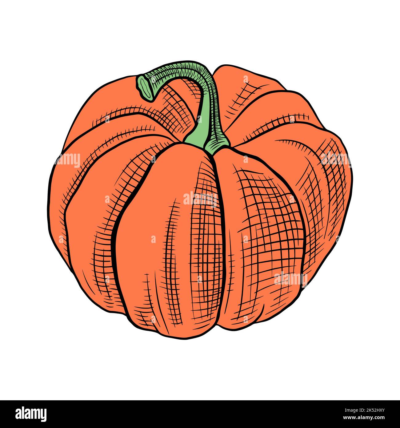 Hand drawn pumpkin isolated on white background. Vector illustration ...