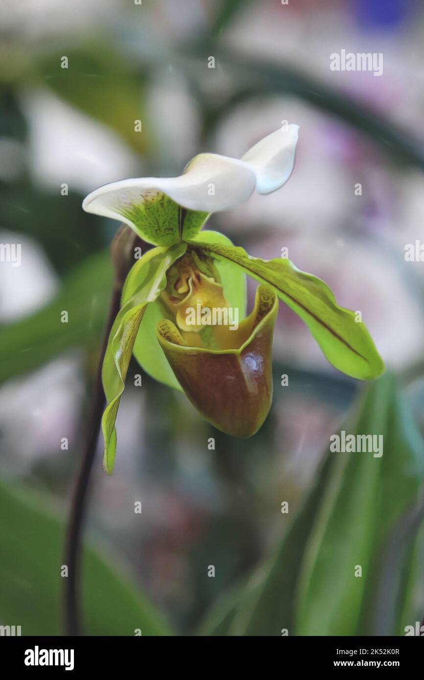Enhanced Picture of Beautiful Orchid Bloom Paphiopedilum barbigerum coccineum Stock Photo