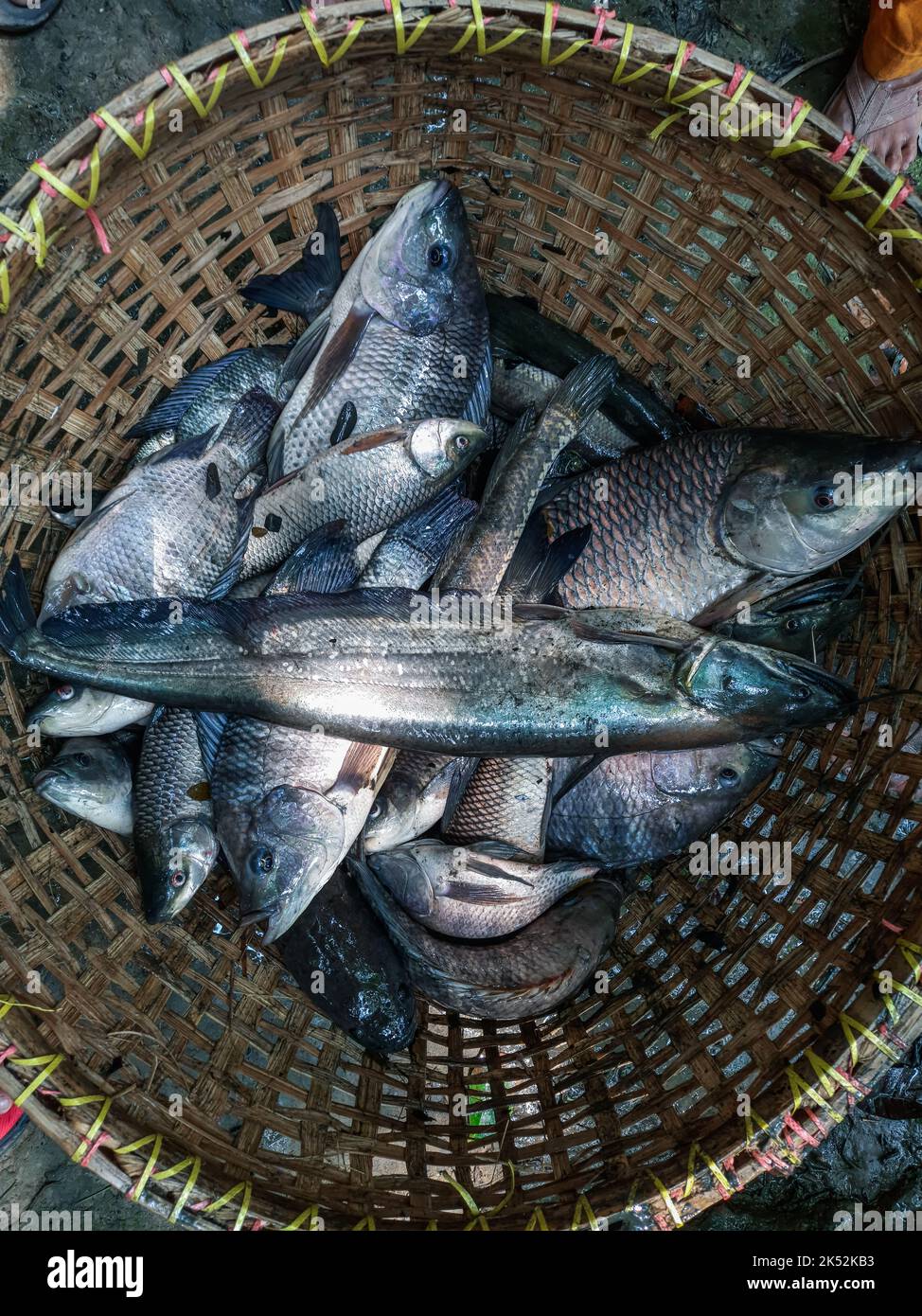 River monster fish hi-res stock photography and images - Alamy