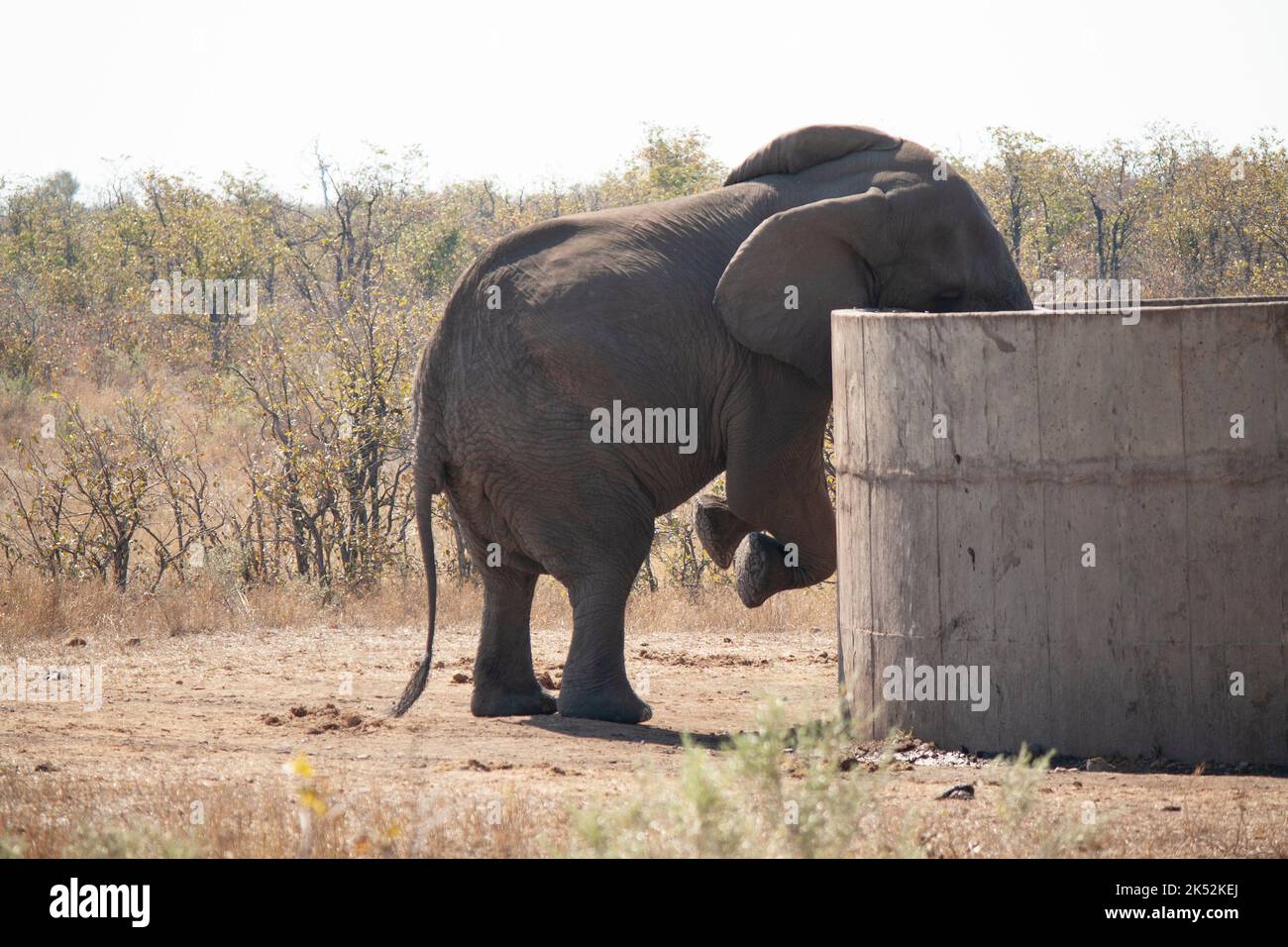 Kruger Elephant drinking from concrete water dam in winter Stock Photo