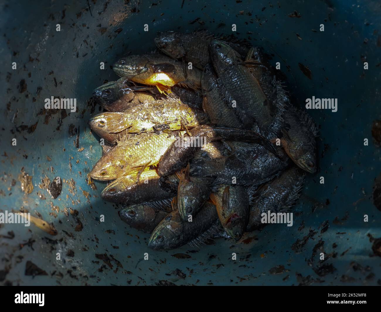 A freshwater fish with a scientific name is Anabas Testudineus. Anabas fish in the basket. Anabas fish harvested fresh and ready for cooking. Stock Photo
