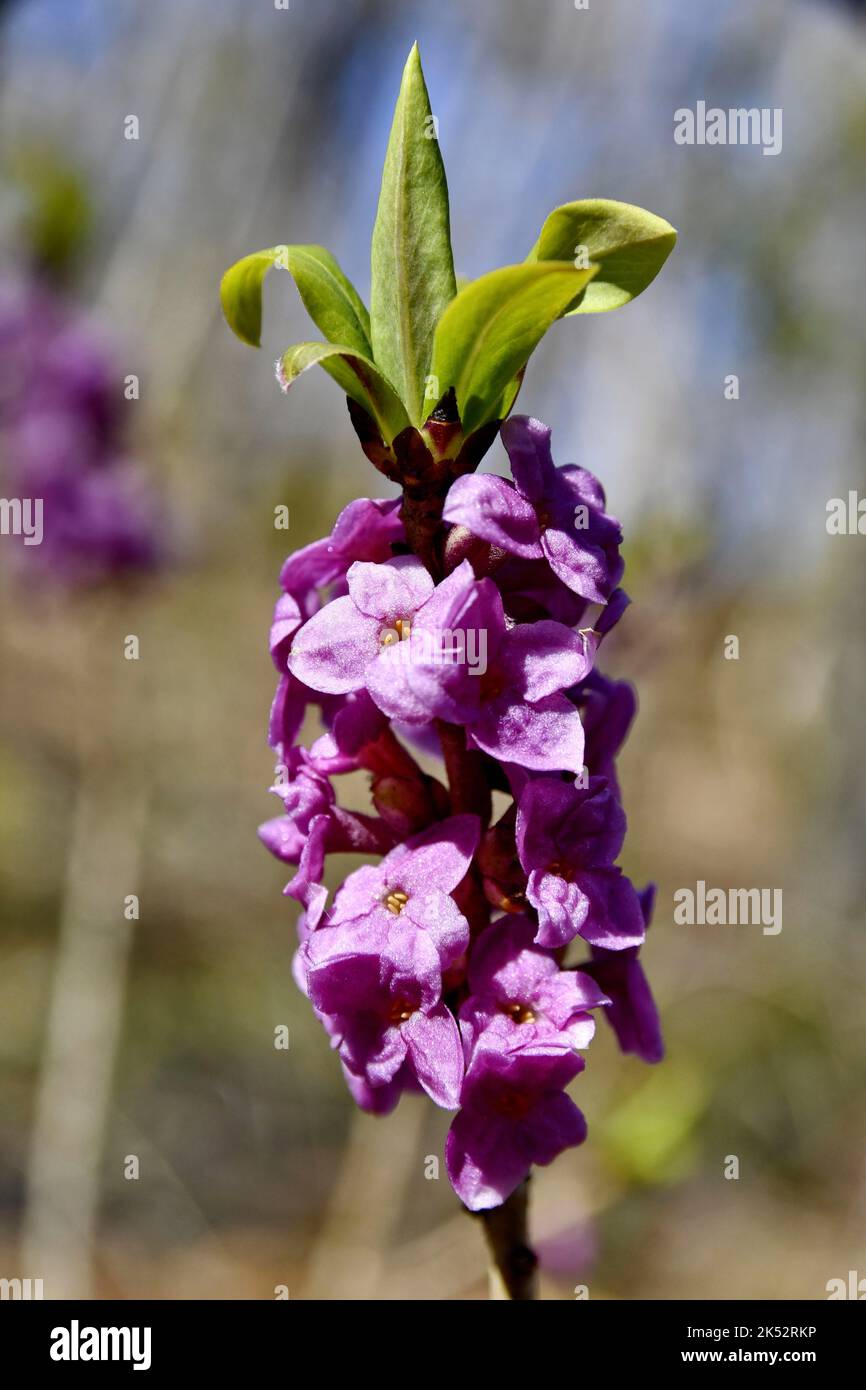 Joli bois hires stock photography and images Alamy