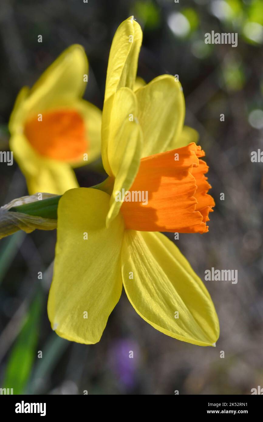 France, Doubs, Flora, Monocotyledon, Amaryllidaceae, Narcissus, Daffodil (Narcissus pseudonarcissus) Stock Photo
