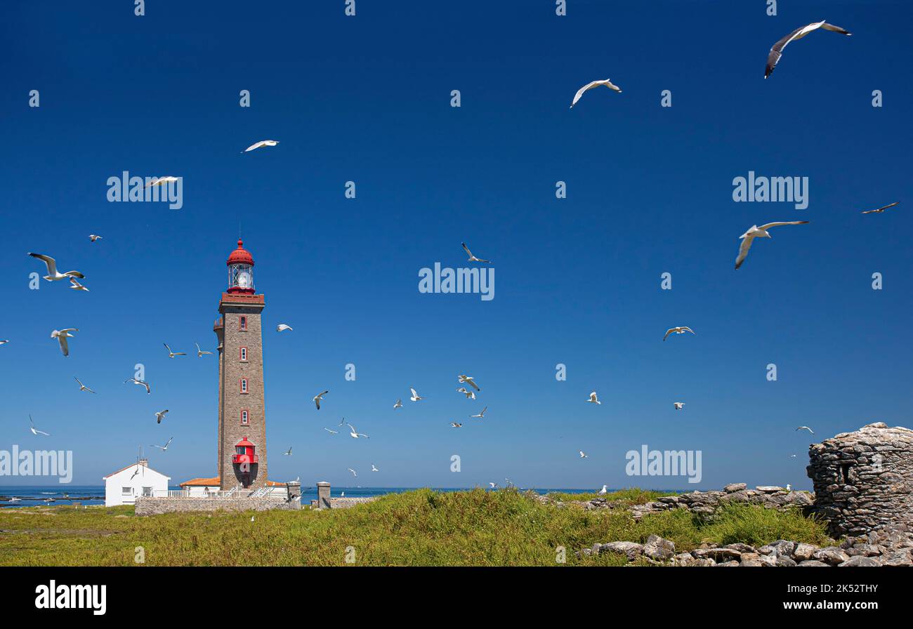 France, Vendee, Noirmoutier island, group of herring gulls in flight