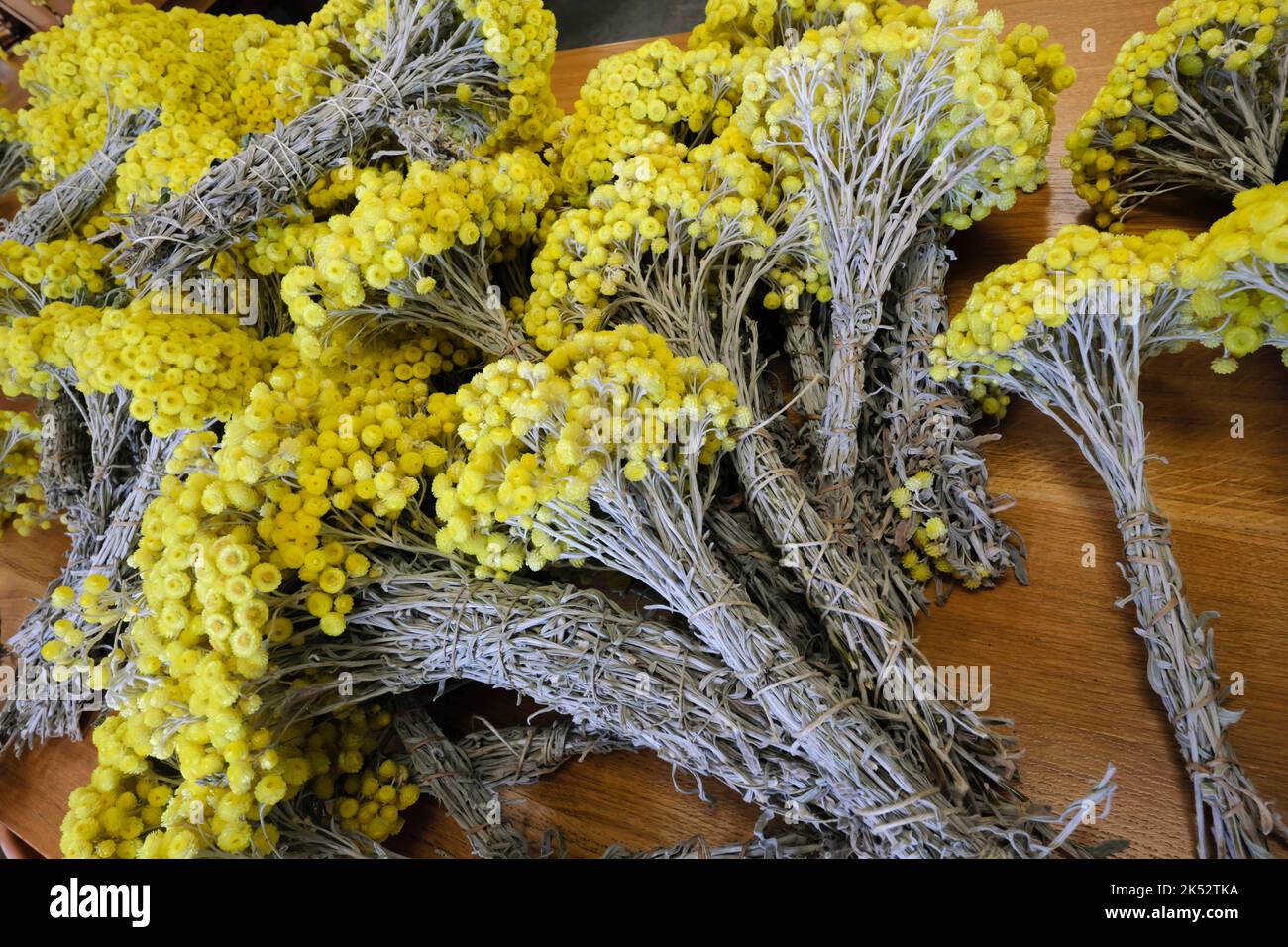 France, Var, Sanary sur Mer, Jardin des Oliviers, Helichrysum orientalis, bouquets Stock Photo