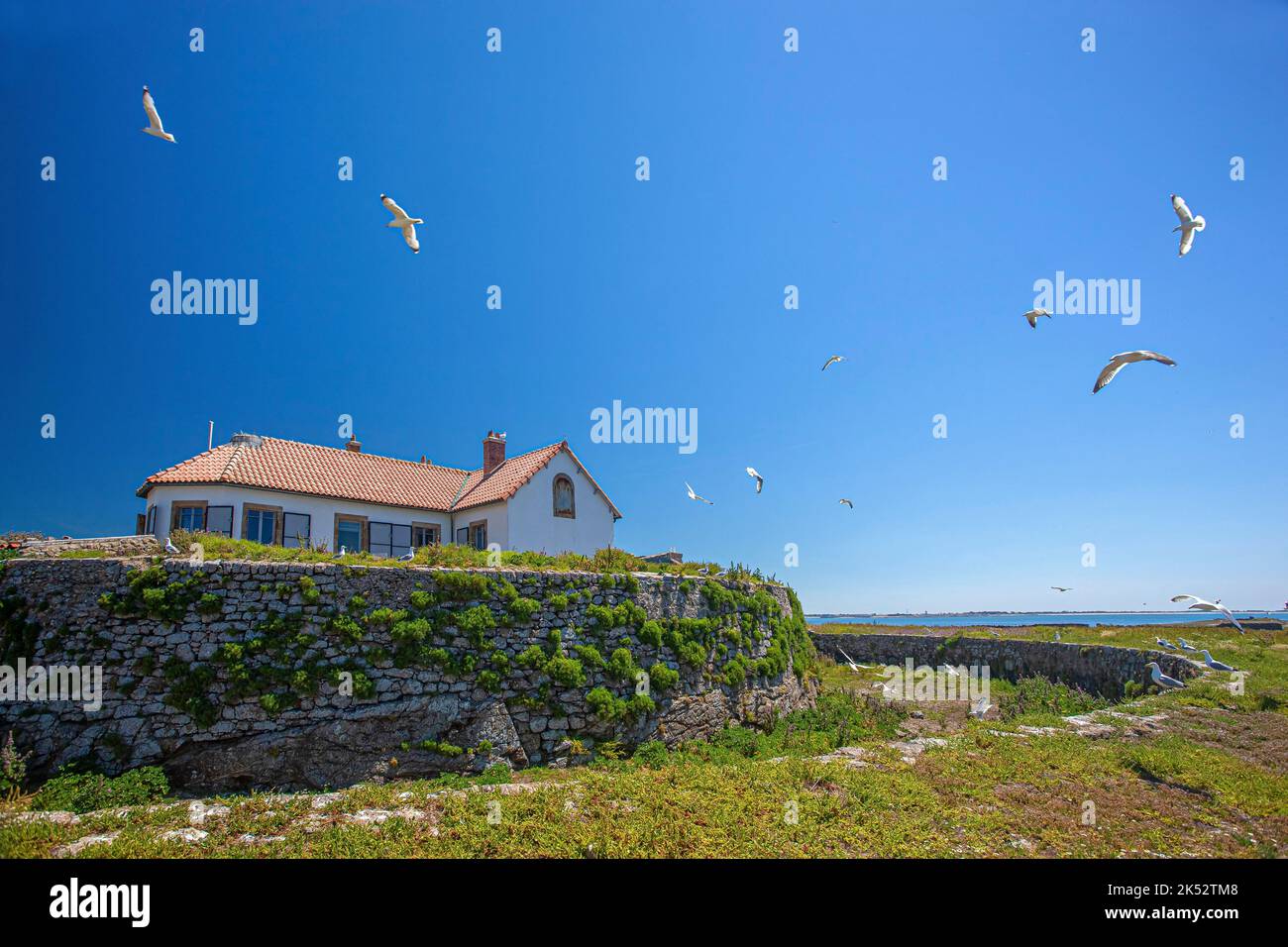 France, Vendee, Noirmoutier island, group of herring gulls in flight
