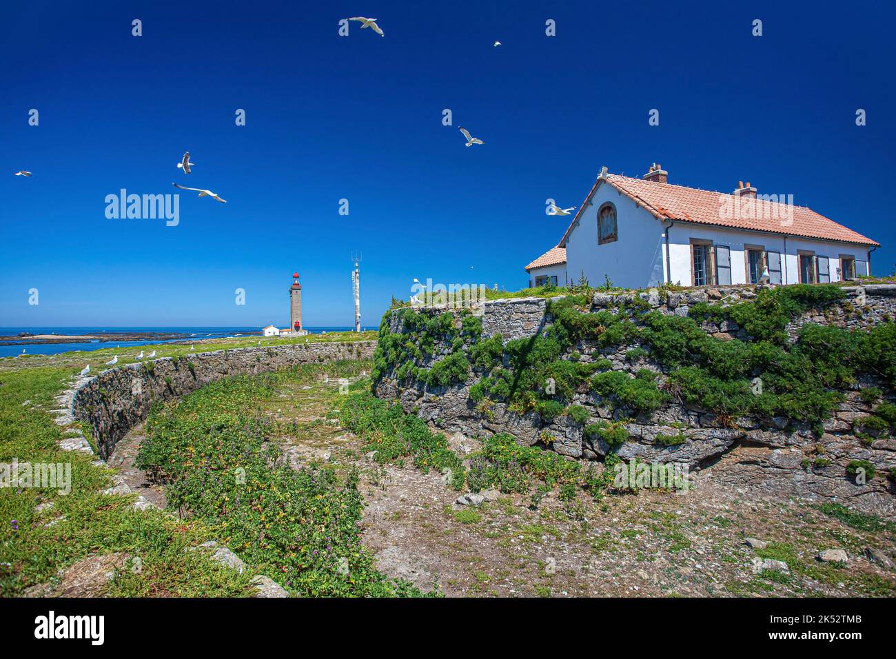 France, Vendee, Noirmoutier island, group of herring gulls in flight