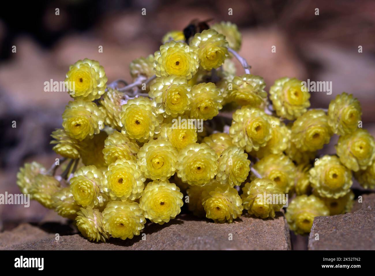 France, Var, Sanary sur Mer, Jardin des Oliviers, Helichrysum orientalis, bouquet Stock Photo