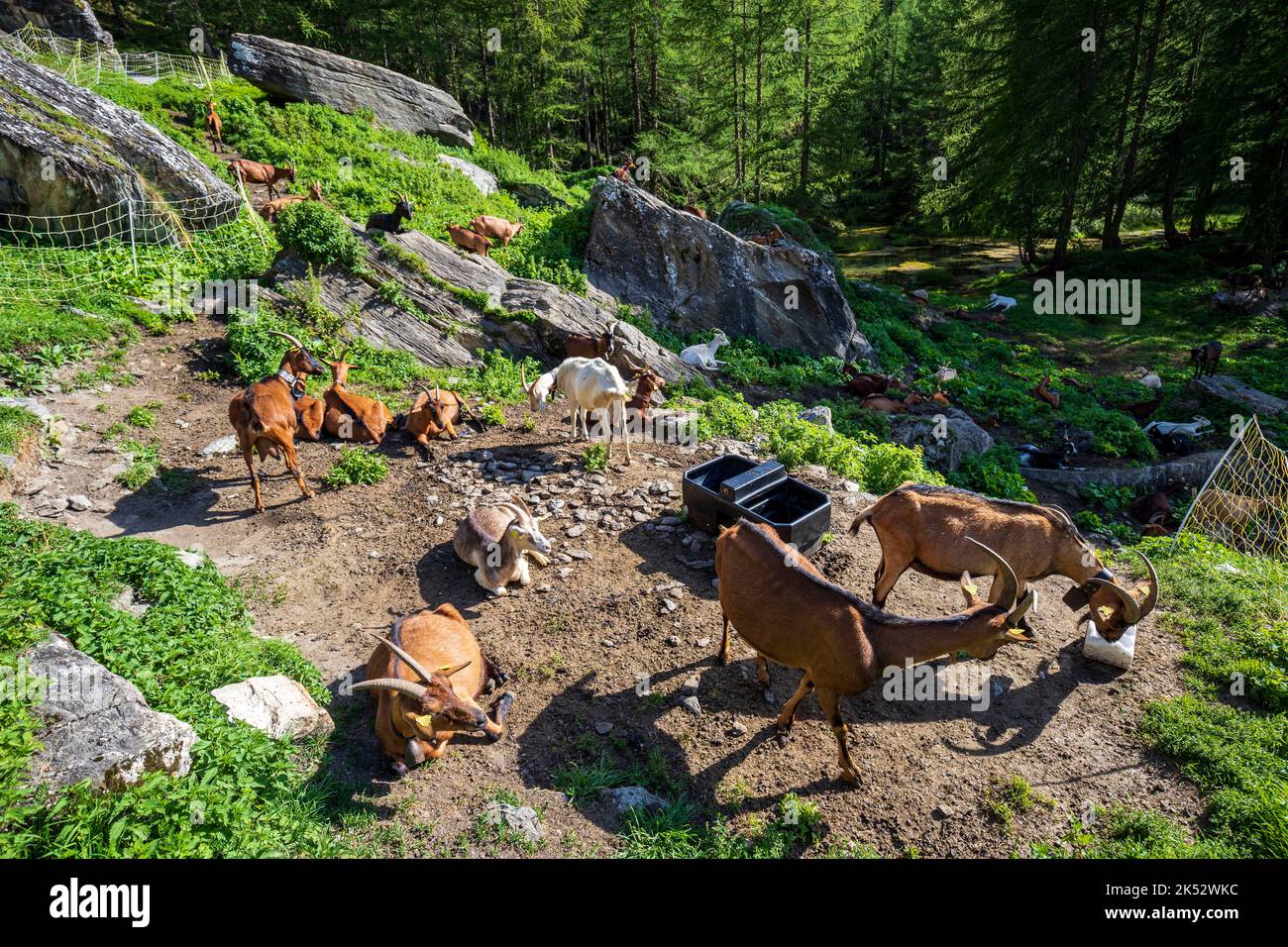 France, Savoie, Haute Tarentaise, Vanoise massif, Sainte Foy Tarentaise, the hamlet of Monal (1874 m), alpine goats whose milk is used in the manufact Stock Photo