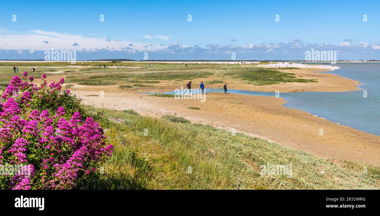 France, Somme (80), Baie de Somme, Le Hourdel, la pointe du Hourdel