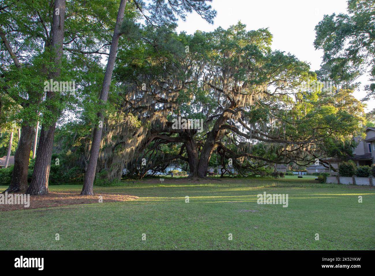 USA, Savannah, majestic oak tree covered in spanish moss Stock