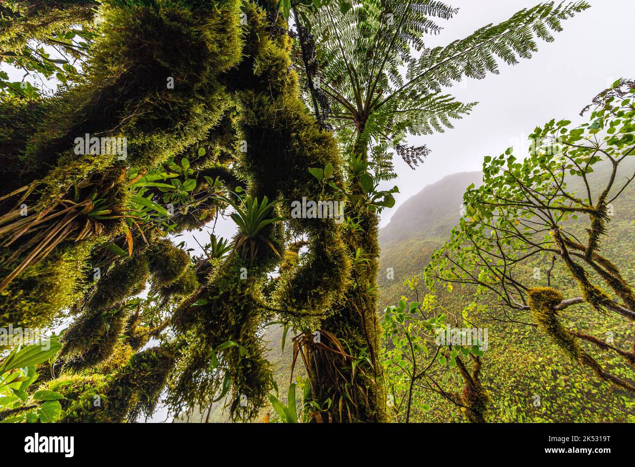 France, Caribbean, Lesser Antilles, Martinique, Morne-Rouge, flora of the flanks of the Mount Pelee volcano, here very close to the crater, mosses and Stock Photo