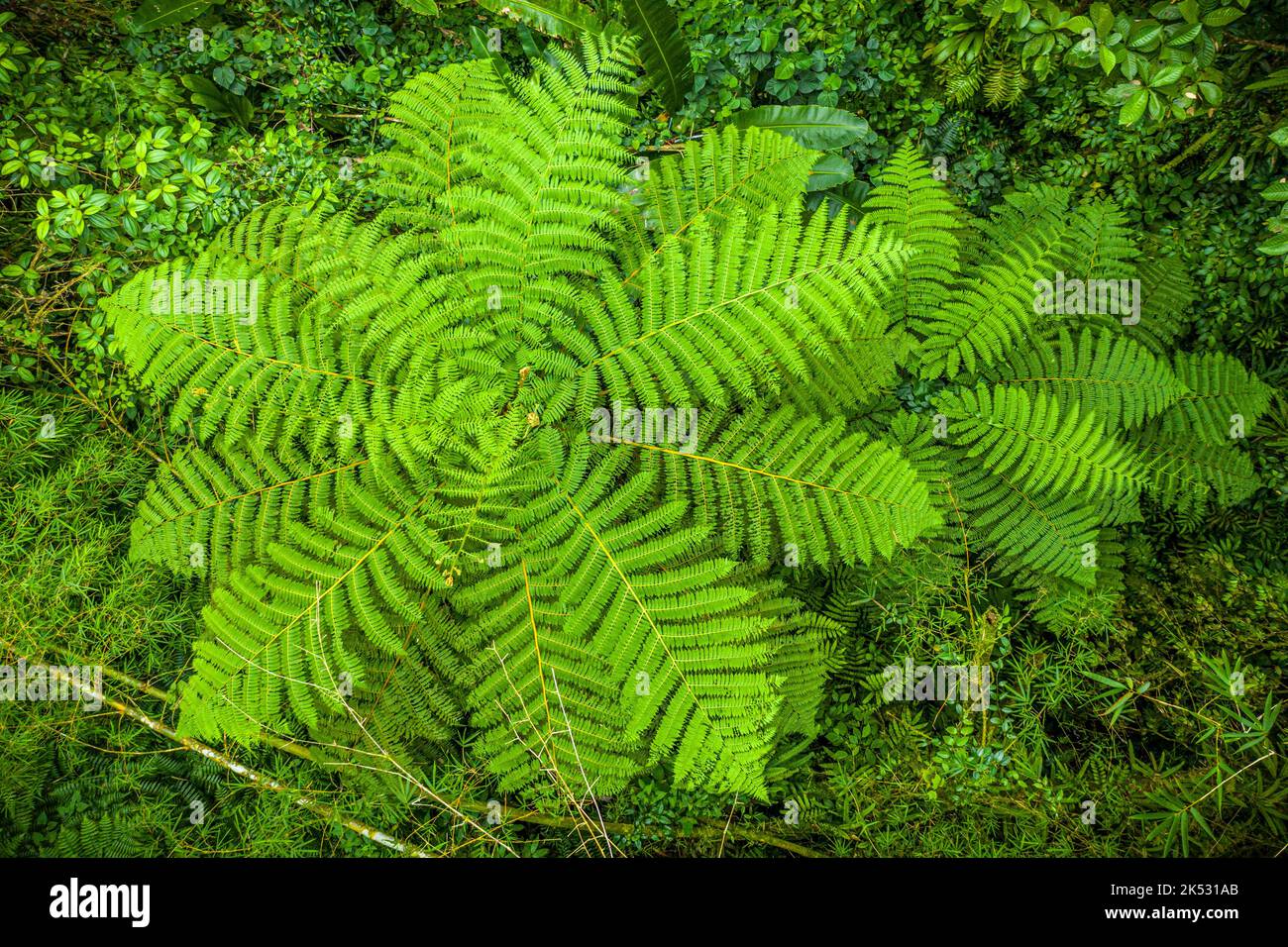 France, Caribbean, Lesser Antilles, Martinique, Morne-Rouge, Regional ...