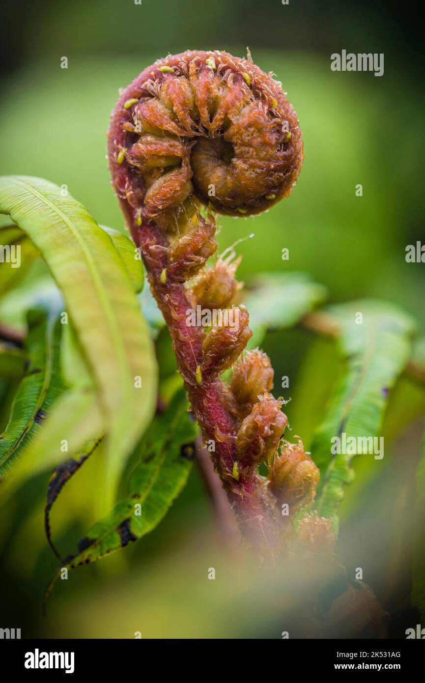 France, Caribbean, Lesser Antilles, Martinique, Morne-Rouge, young tree fern (Cyathea cyatheoides), near the top of the Montagne Pelée volcano Stock Photo