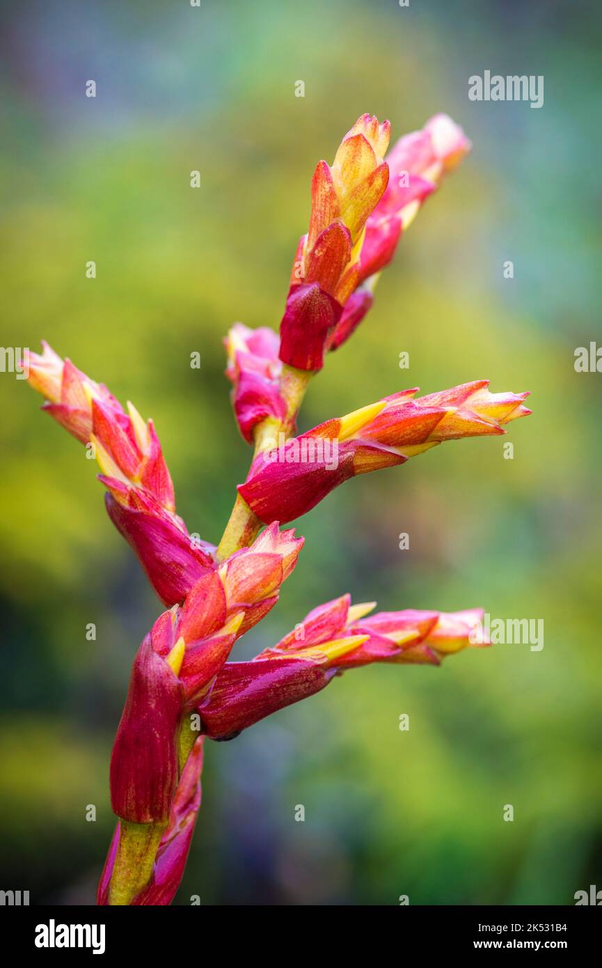 France, Caribbean, Lesser Antilles, Martinique, Morne-Rouge, mountain pineapple flowers (Pitcairnia spicata), near the top of the Mount Pelee volcano Stock Photo