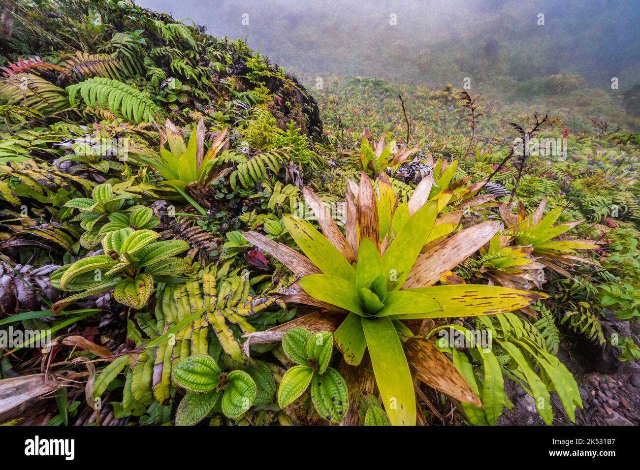 France, Caribbean, Lesser Antilles, Martinique, Morne-Rouge, Mountain pineapple (Pitcairnia spicata) at the top of Mount Pelee volcano (1395 m) Stock Photo