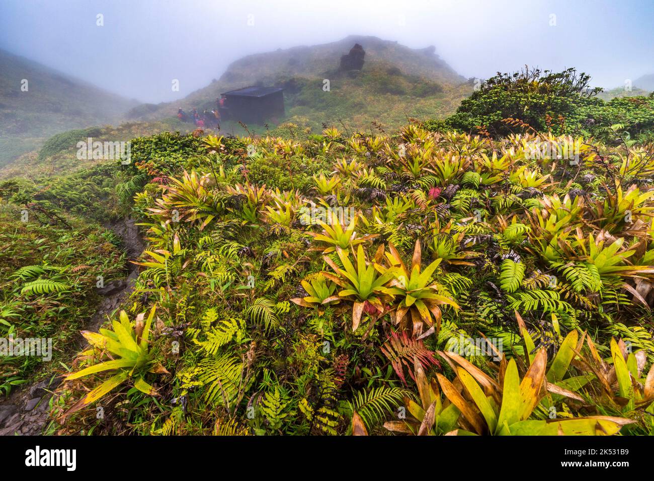France, Caribbean, Lesser Antilles, Martinique, Morne-Rouge, Mountain pineapple (Pitcairnia spicata) in the crater of Montagne Pelée volcano (1395 m) Stock Photo
