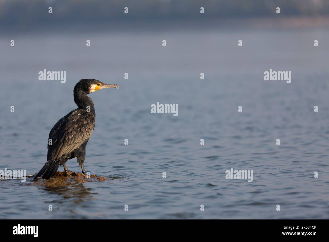 Greece, Central Macedonia, Lake Kerkini, Great Cormorant (Phalacrocorax ...