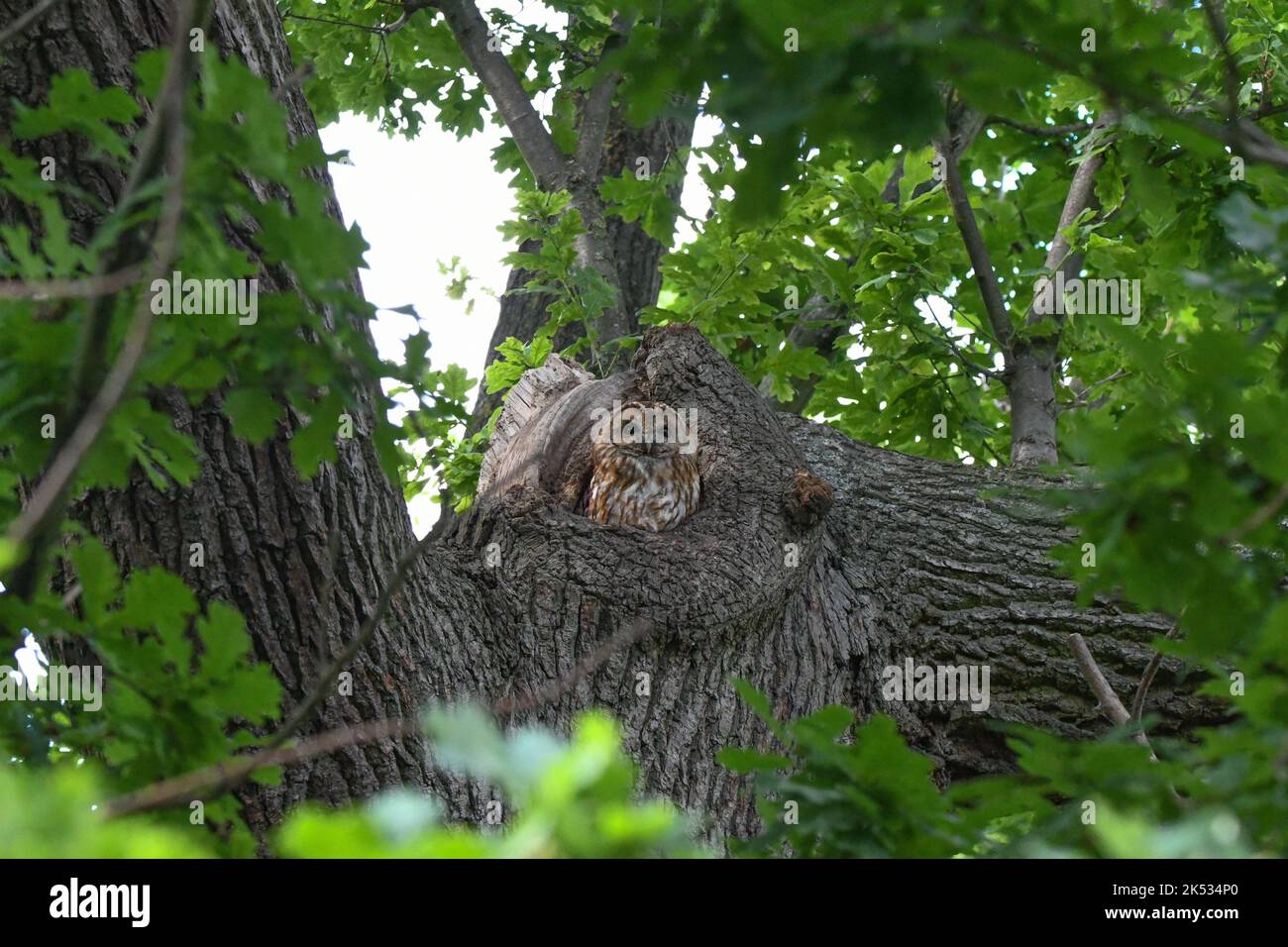 Tawny owl male, Hyde Park Stock Photo