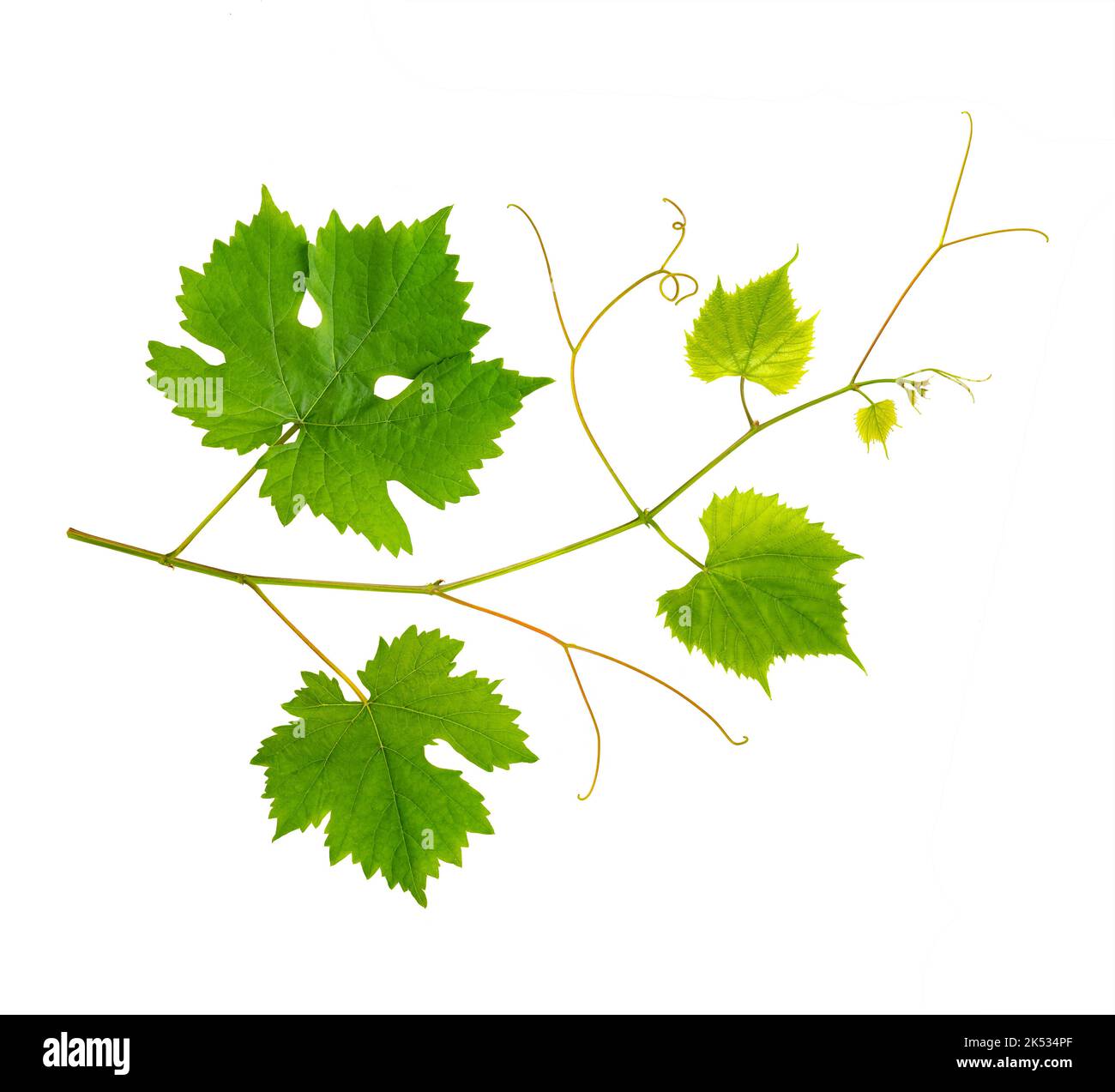 Fresh branch of grape vine on white background Stock Photo