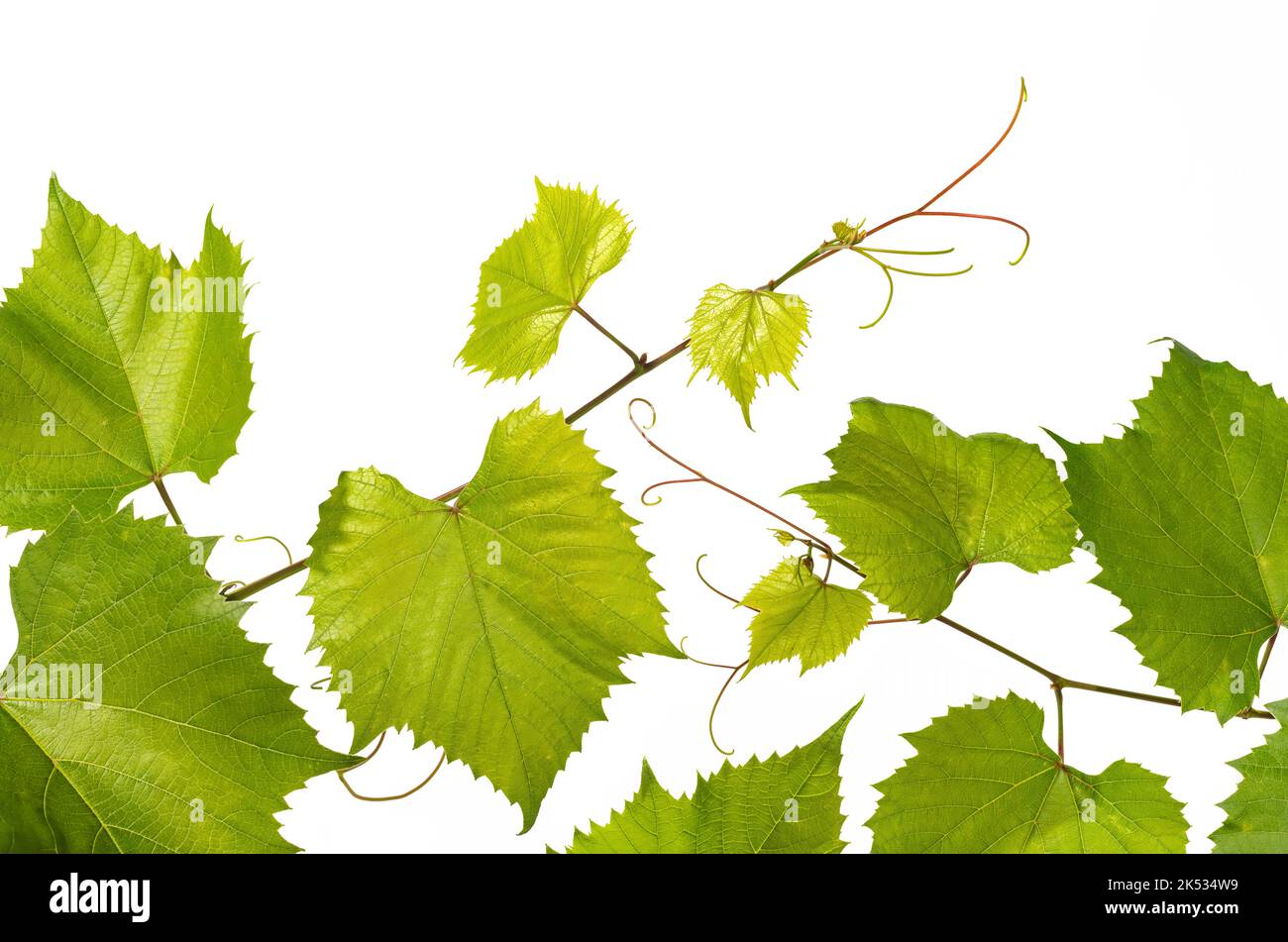 Fresh branch of grape vine on white background Stock Photo
