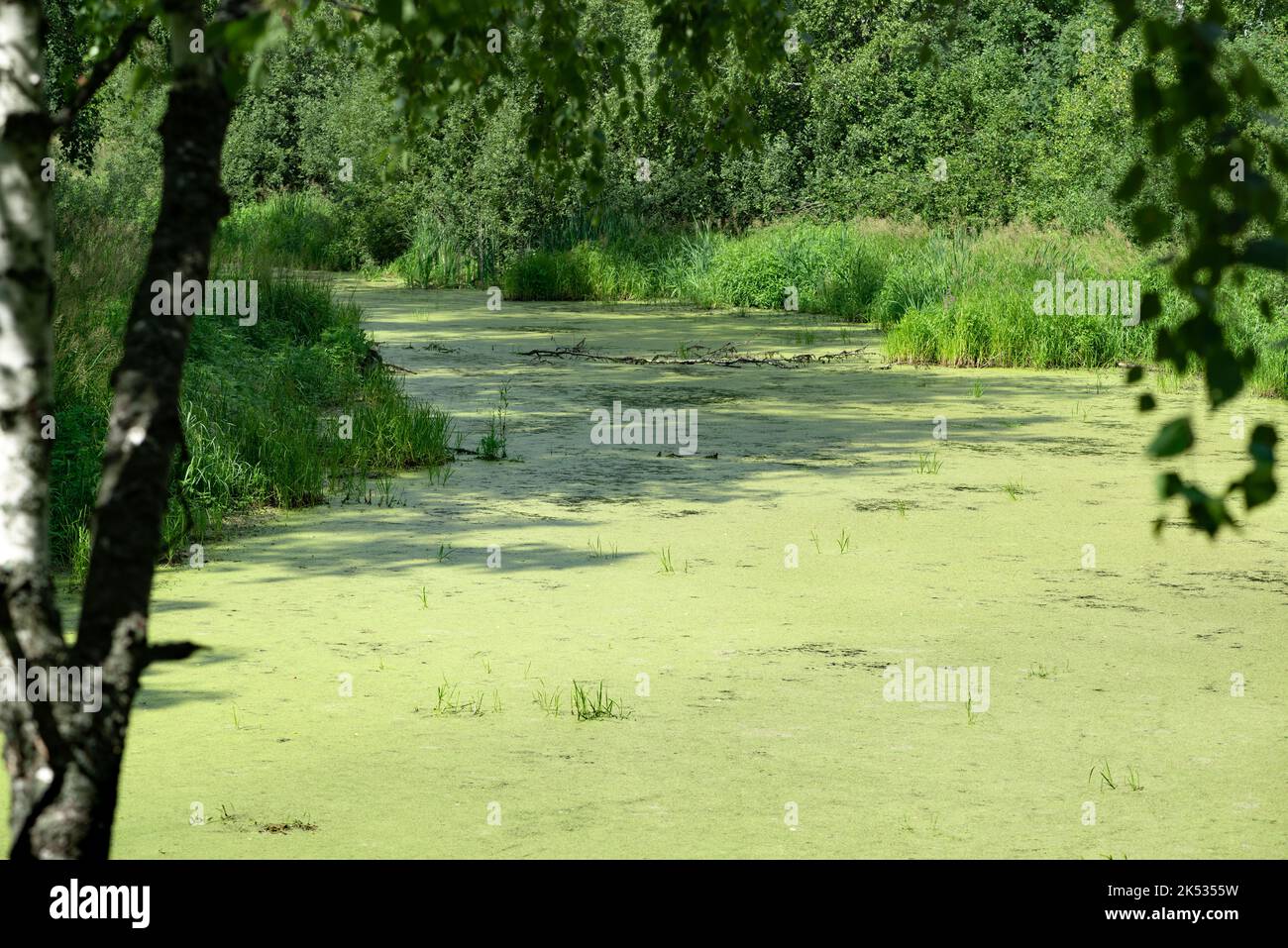 Duckweed swamp area with standing water and common duckweed on surface among in Russia Stock Photo