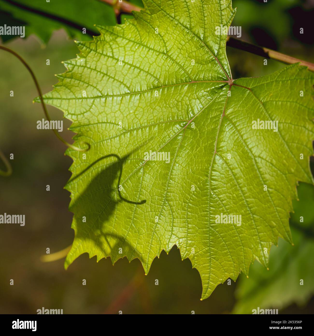 Fresh Branch Of Grape Vine Leaf And Tendrils Sunny Day Background Stock 