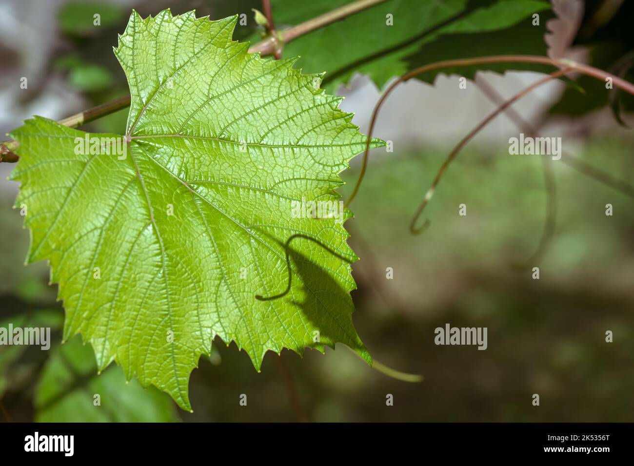 Creeper plant hi-res stock photography and images - Alamy