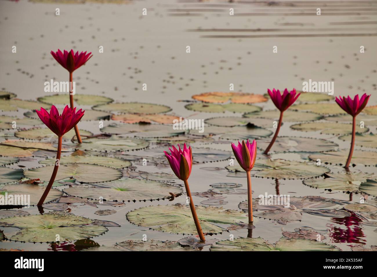 Cambodia, Siem Reap province, Angkor temples, listed as World Heritage by UNESCO, dark pink water lily (Latin - Nymphaea) bloom in a basin in the temp Stock Photo
