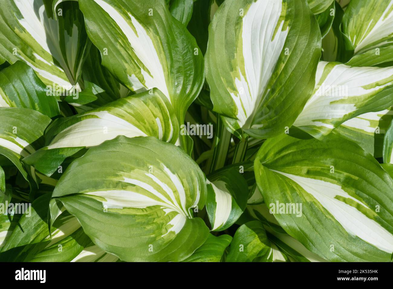 Hosta undulata plant in the garden. Closeup white and green leaves background. Hosta - an ornamental plant for landscaping park and garden design Stock Photo