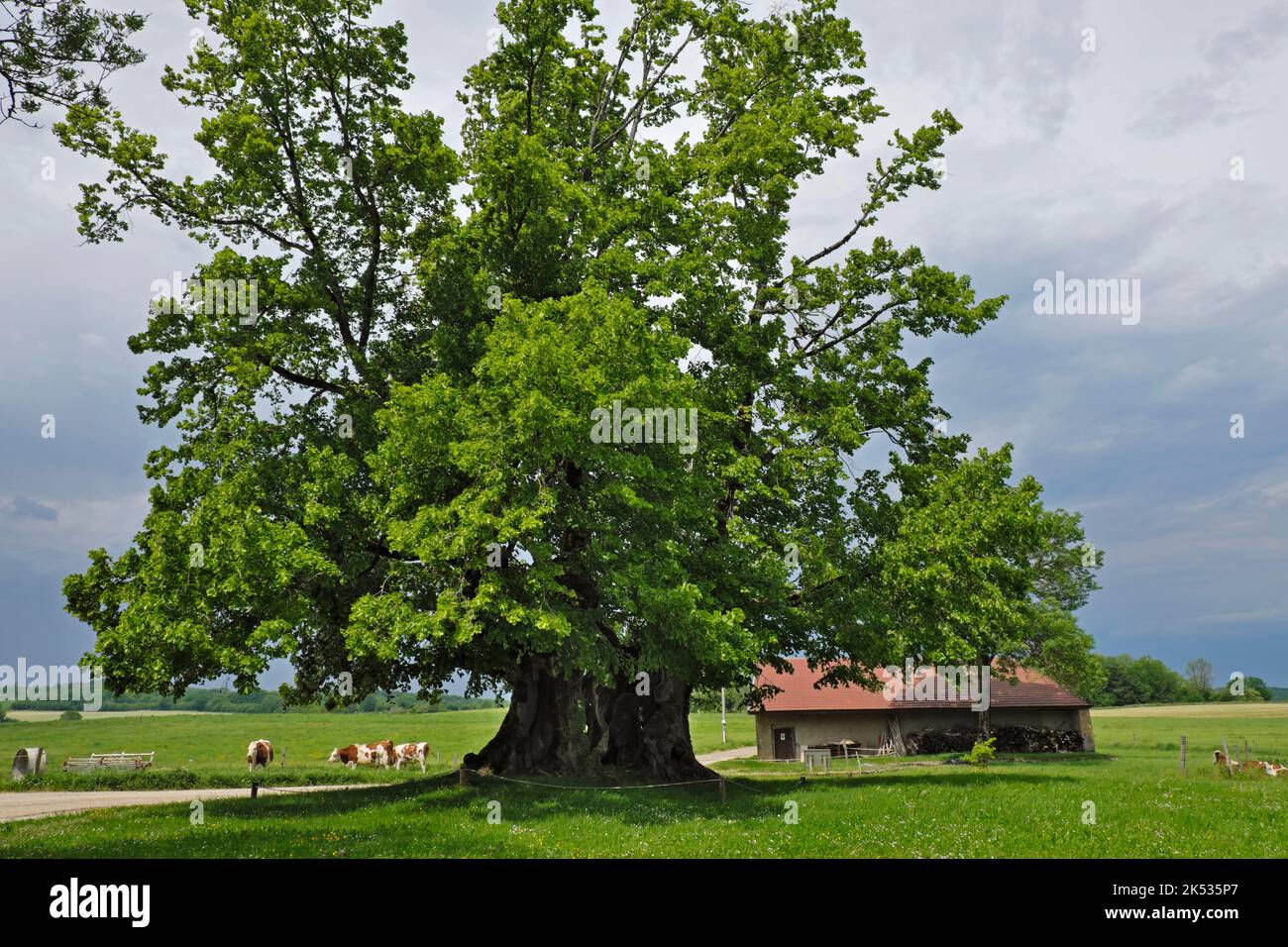 France, Jura, Bracon, Grange-Sauvaget lime tree, end of the 15th century, linden (Tilia grandifolia) Stock Photo