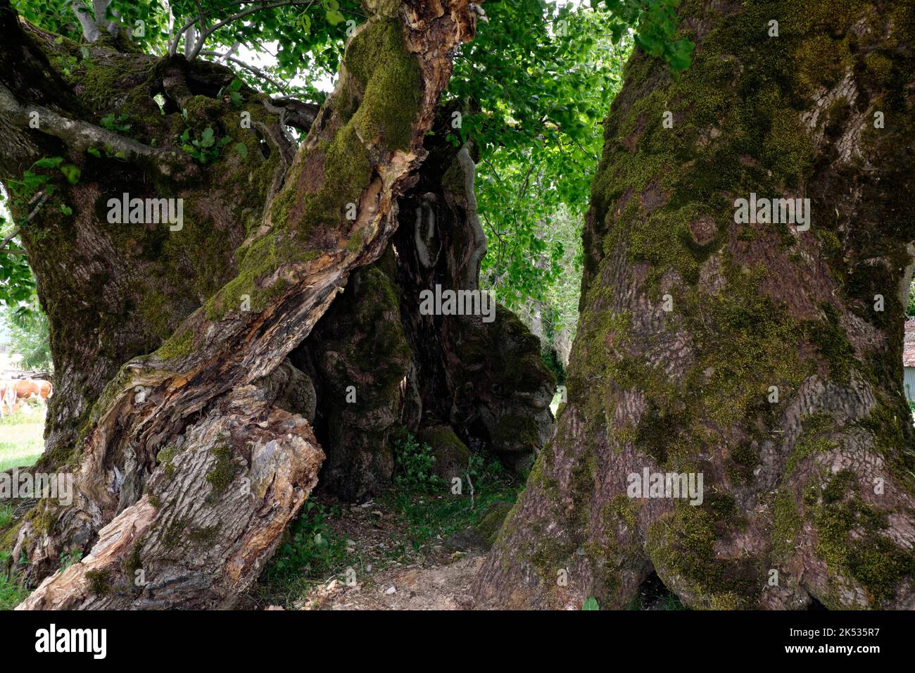 France, Jura, Bracon, Grange-Sauvaget lime tree, end of the 15th century, linden (Tilia grandifolia), trunk Stock Photo