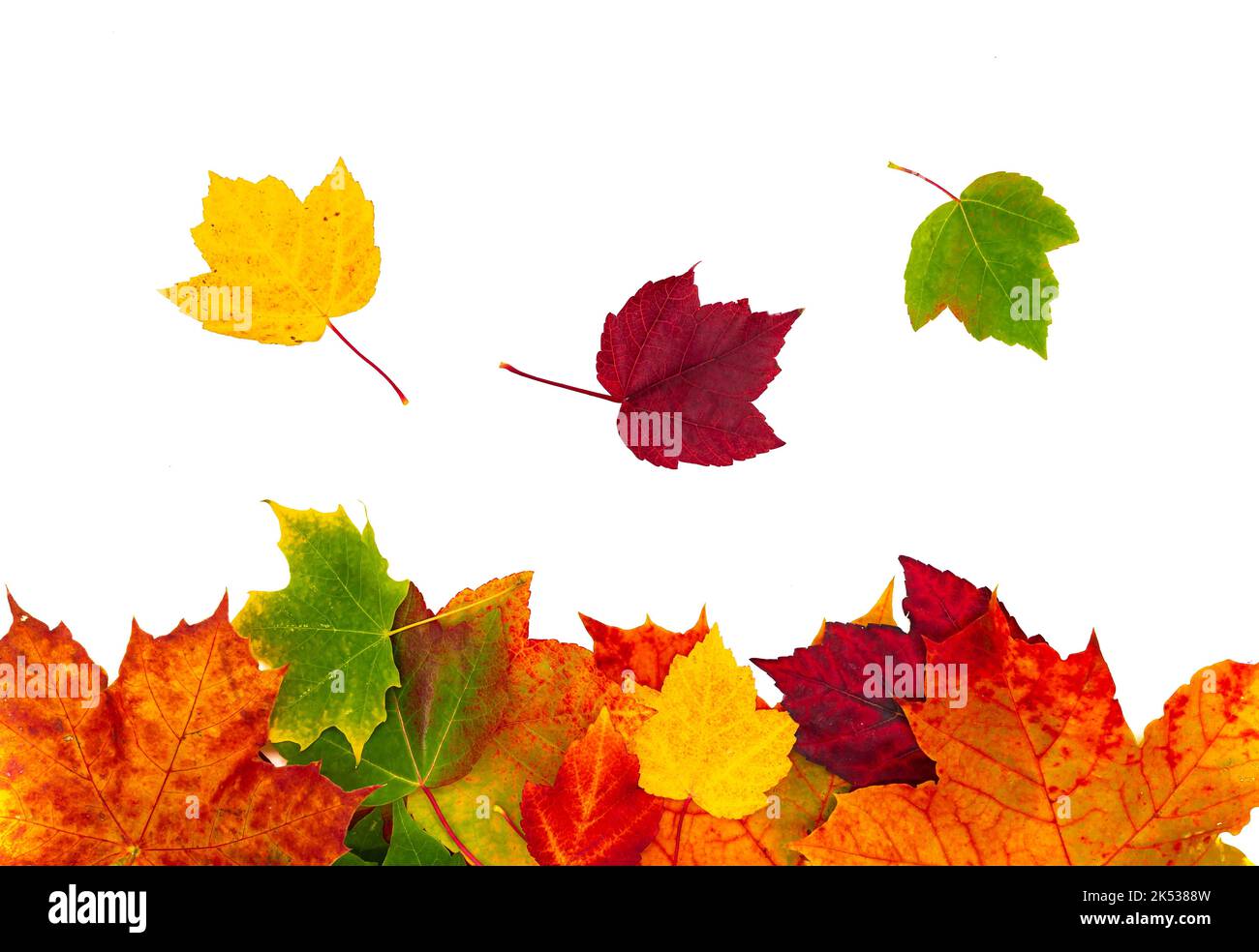 Colorful maple autumn leaves on white background Stock Photo - Alamy