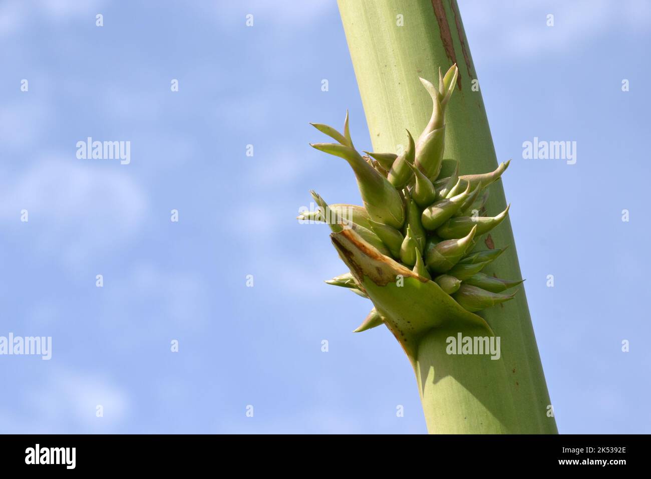 Pflanzenstiel mit Himmelhintergrund Stock Photo