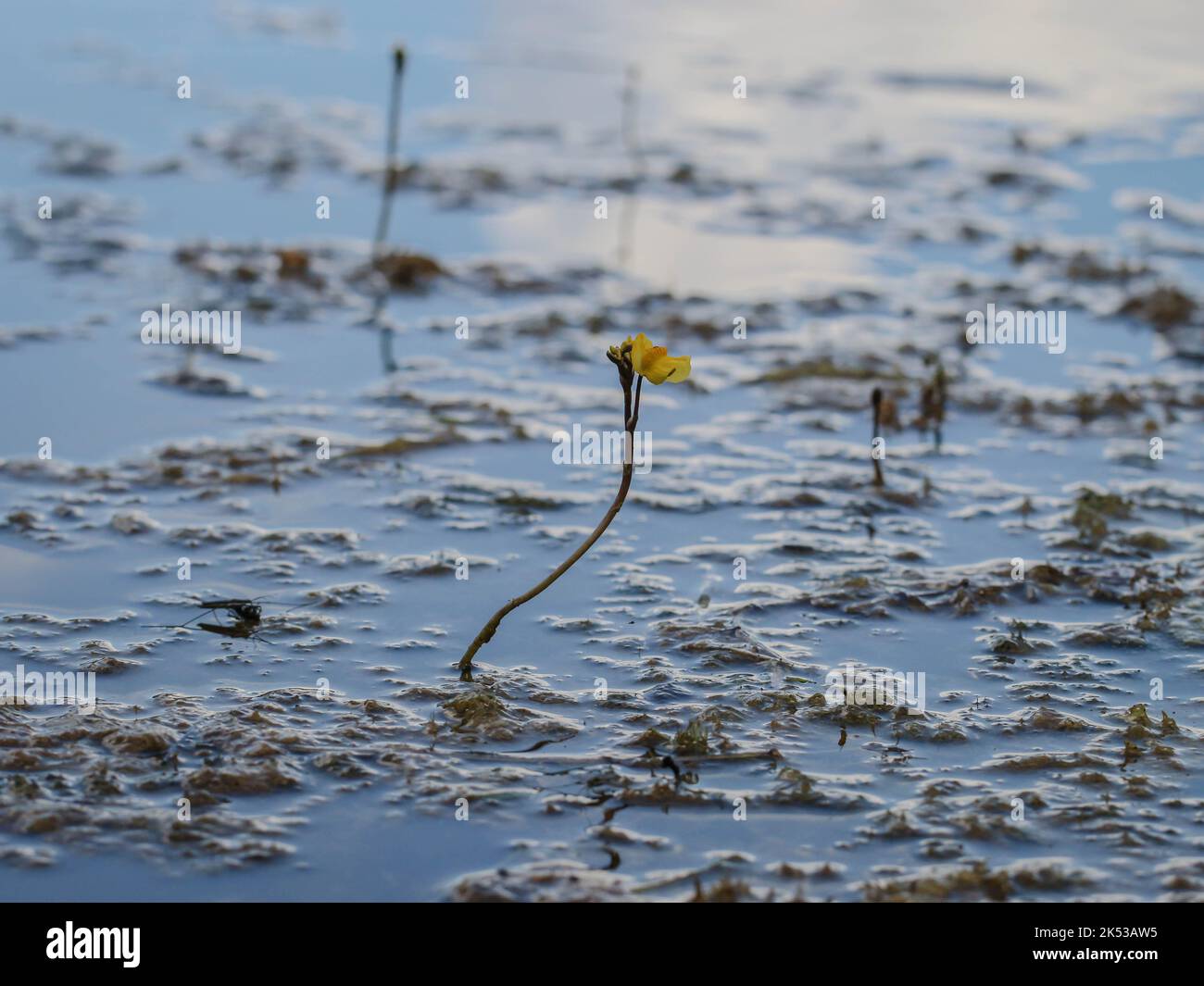 Yellow flowers of the common bladderwort (latin name: Utricularia vulgaris) in the pond in western Serbia Stock Photo