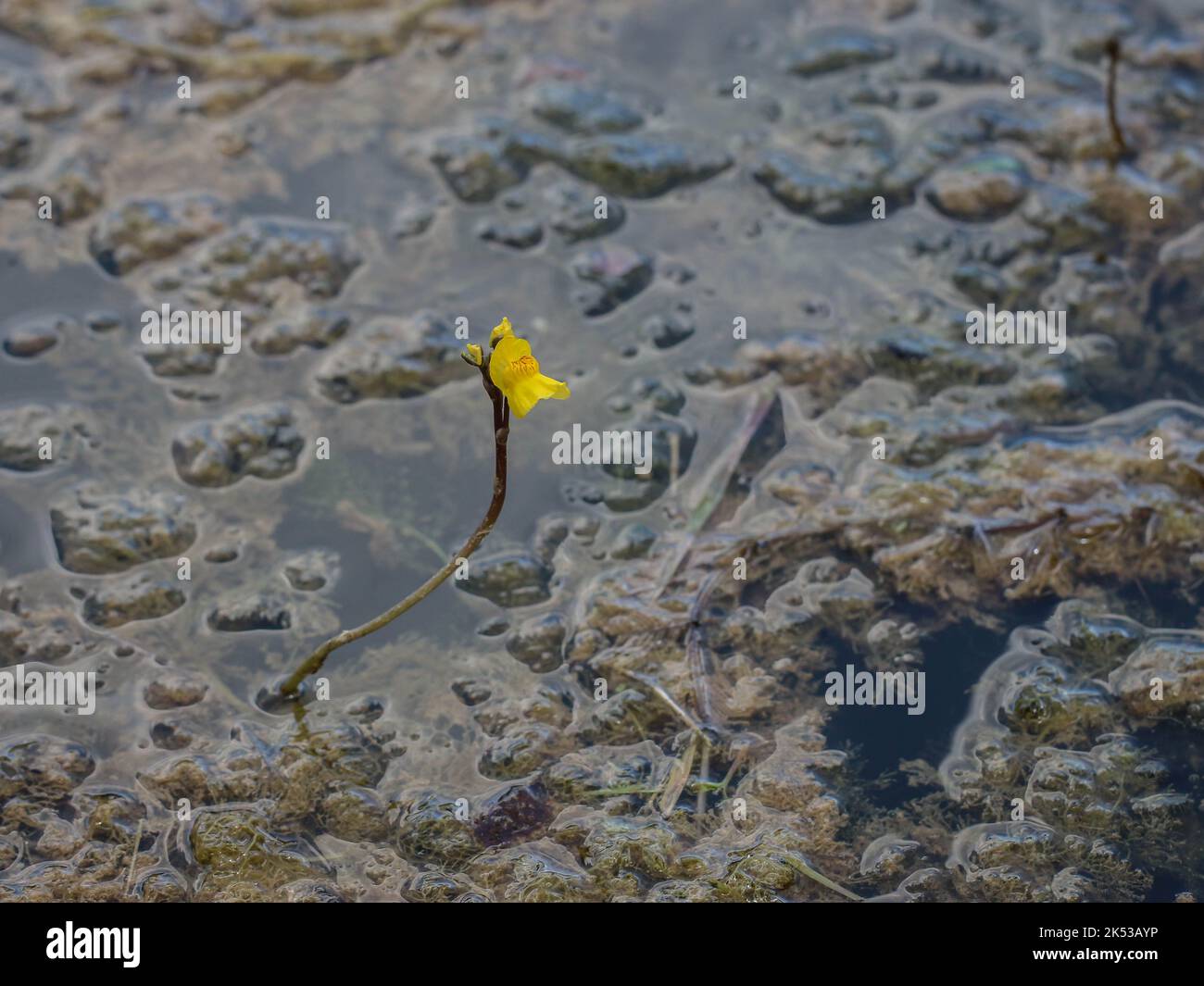 Yellow flowers of the common bladderwort (latin name: Utricularia vulgaris) in the pond in western Serbia Stock Photo