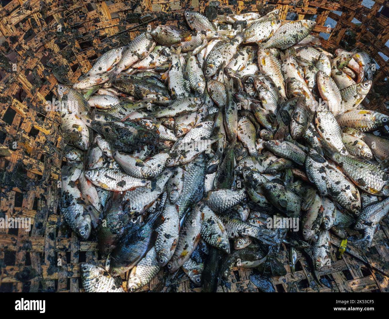 Pile of small puntius barb fish for sale in Indian fish market barb fish culture and harvesting. Puntius for sale in the local market shops for customers. Stock Photo