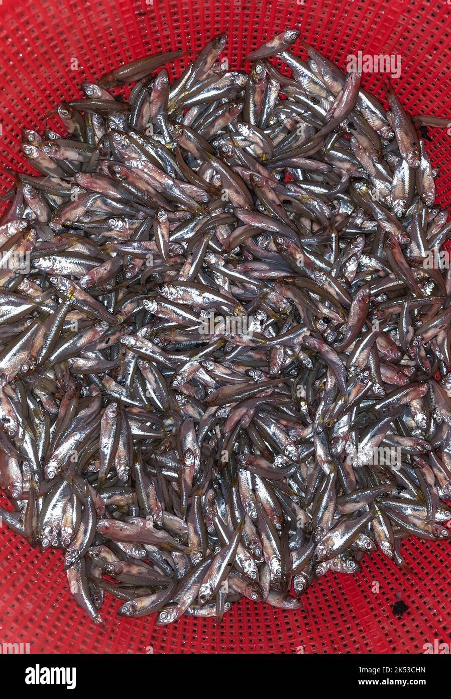 Anchovy Fish In Tamil