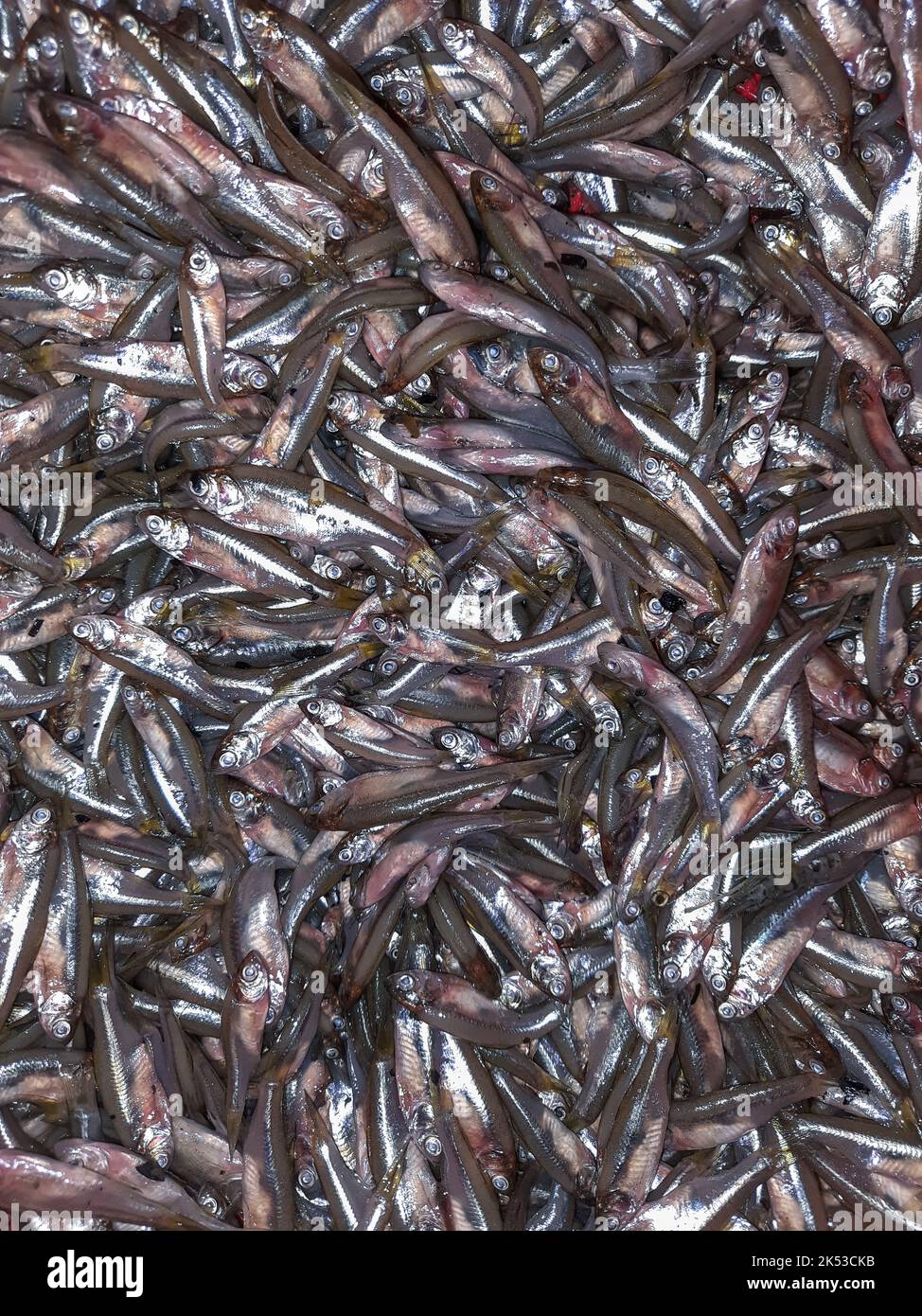 Many of mola carpet fish. A group of minnow closeups. Heap of small